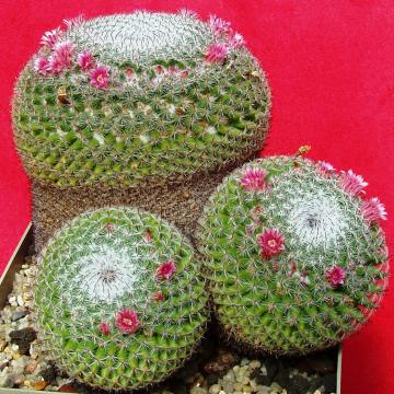 mammillaria pseudoperbella02