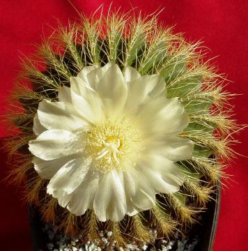 notocactus calachlorun01