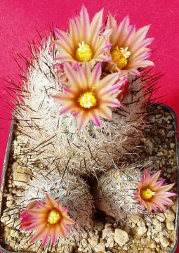 t gymnocactus subterraneus zaragoseanus02