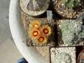 astrophytum asterias04