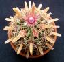 ferocactus01