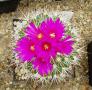 t gymnocactus horripilus01